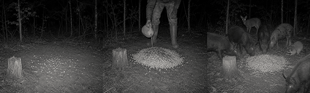 How Much Corn Does One Pack of Pork Police Bait Treat? - Pork Police Bait