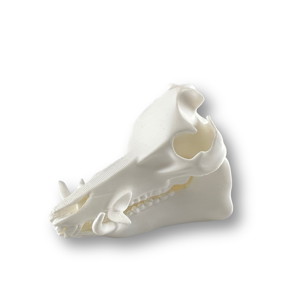 Feral Hog Skull Mirror Hanger