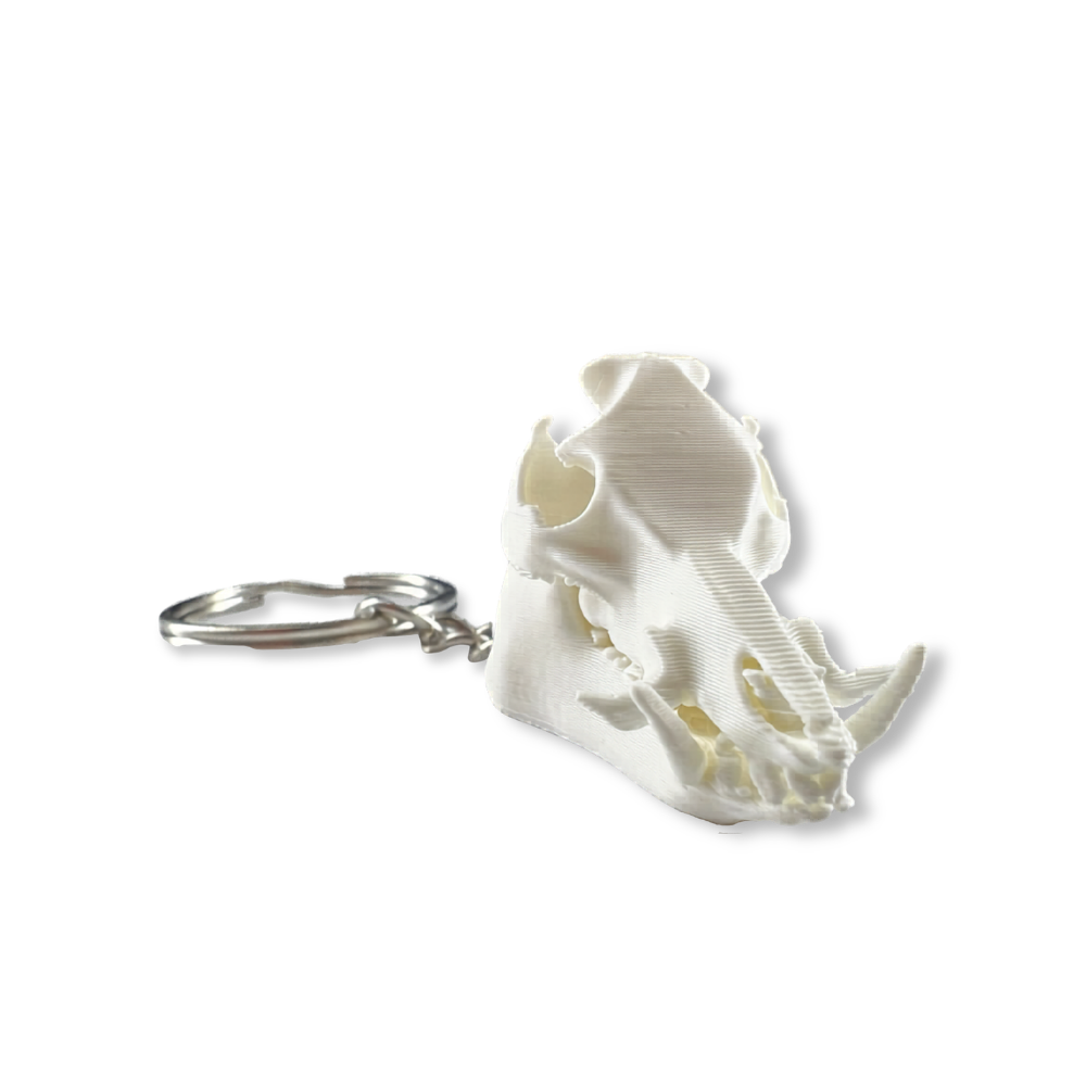 Feral Hog Skull Keychain