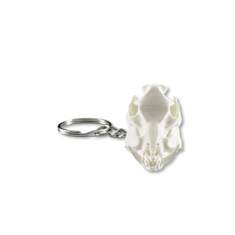 Feral Hog Skull Keychain
