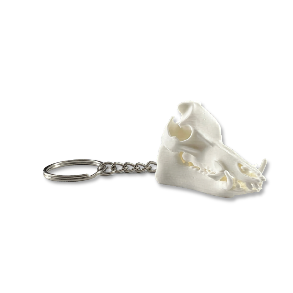 Feral Hog Skull Keychain