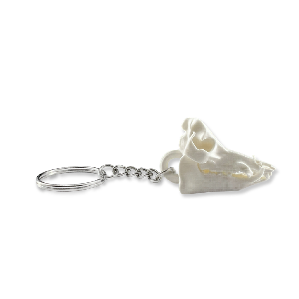 Feral Hog Skull Keychain